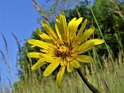 04 Tragopogon pratensis (Barba di becco)